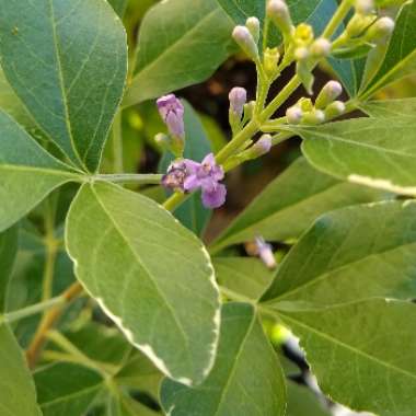 Vitex Trifolia Variegata