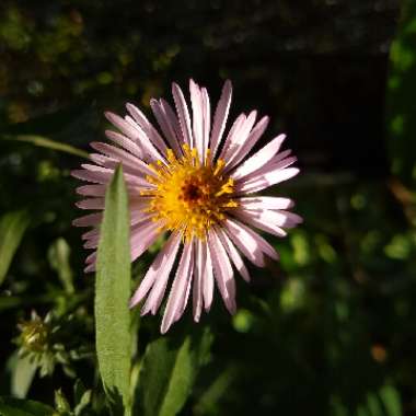 Aster