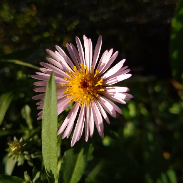 plant image 1545474