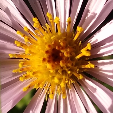 Aster