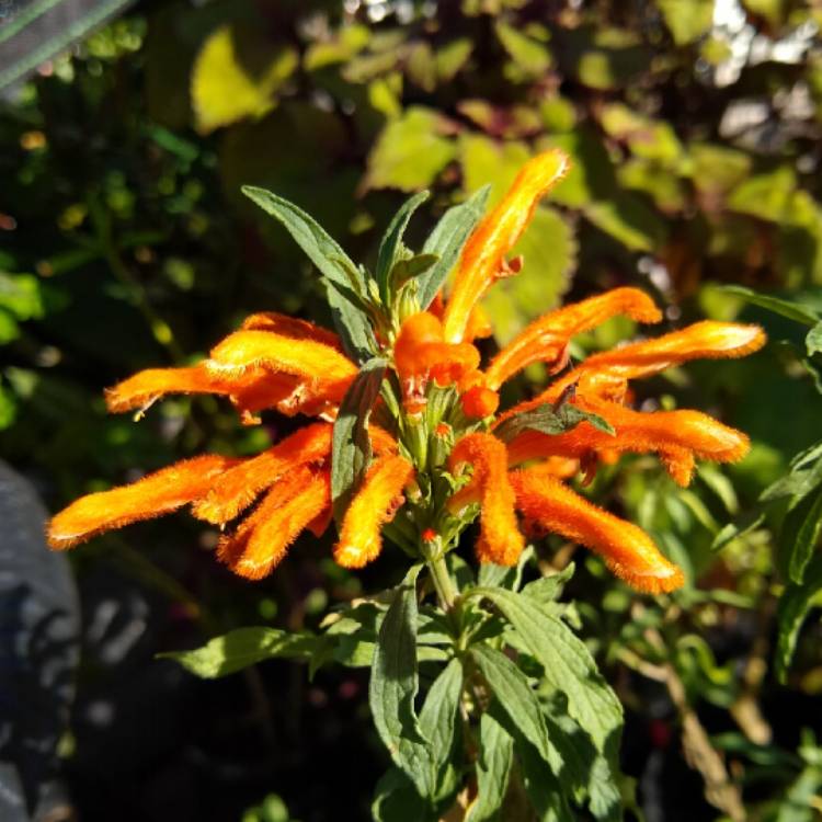 Plant image Leonotis leonurus