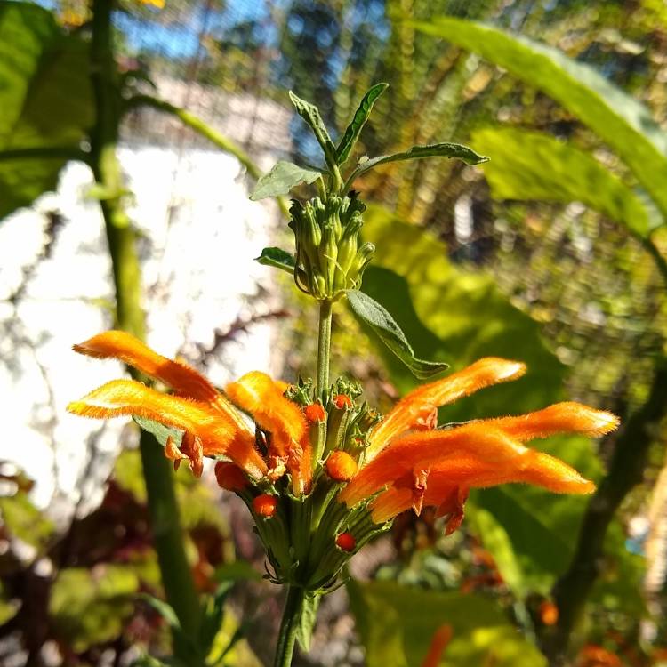 Plant image Leonotis