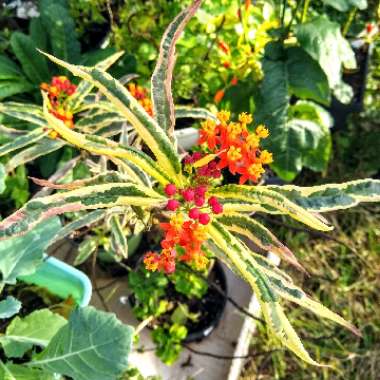 Asclepias curassavica 'Charlotte's Blush'