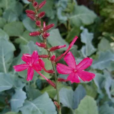 Plumbago Indica