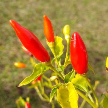 Capsicum Annuum 'Tabasco'