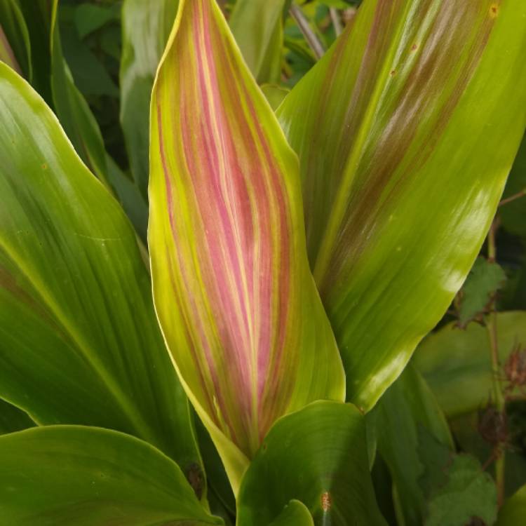 plant image 1552009