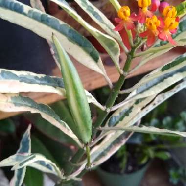 Asclepias curassavica 'Charlotte's Blush'