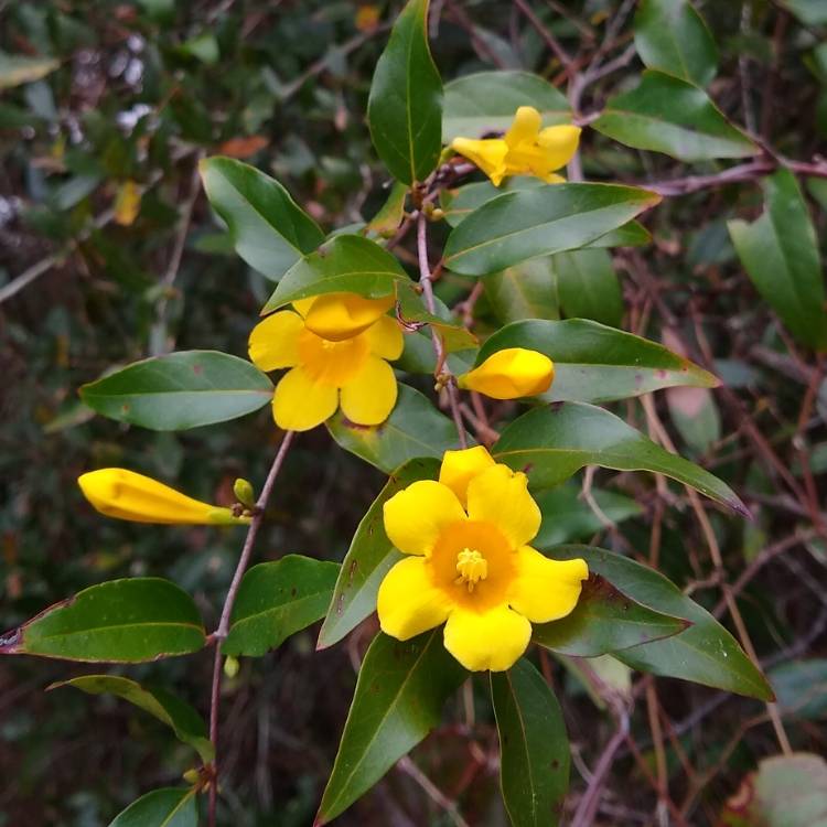 Plant image Gelsemium Sempervirens