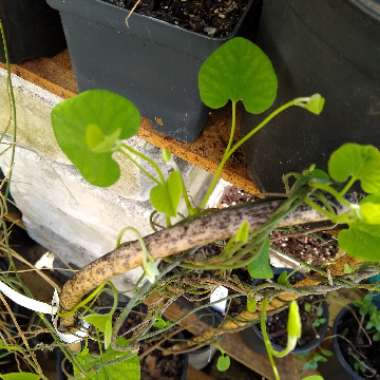 Aristolochia Tomentosa