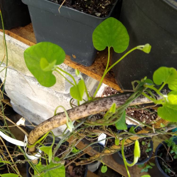 Plant image Aristolochia Tomentosa