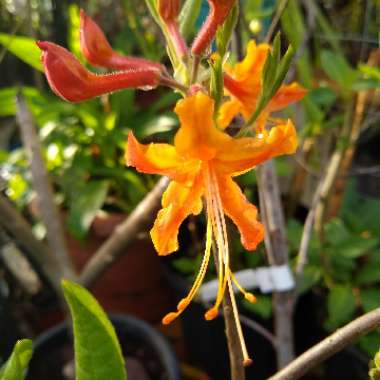 Rhododendron austrinum