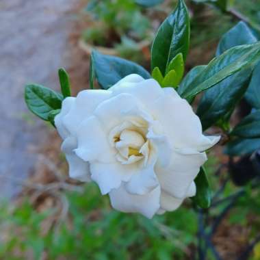 Gardenia Jasminoides 'August Beauty'