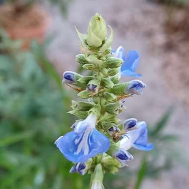 Salvia uliginosa