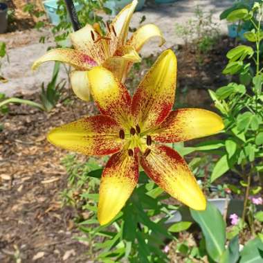 Lilium 'Lionheart'