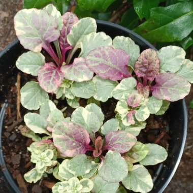 Ajuga reptans 'Burgundy Glow'