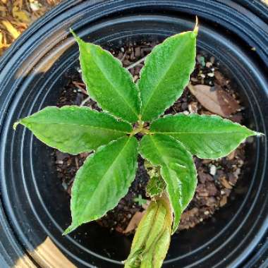 Amorphophallus bulbifer