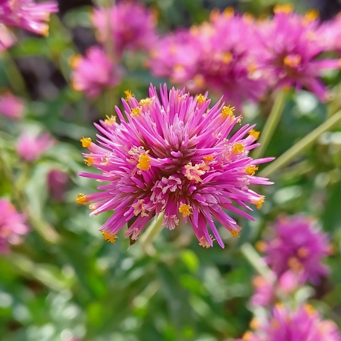 Plant image Gomphrena globosa