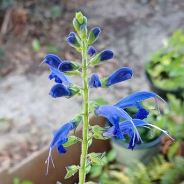 Salvia Azurea