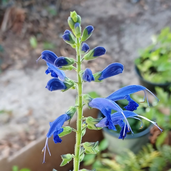 plant image 1597757