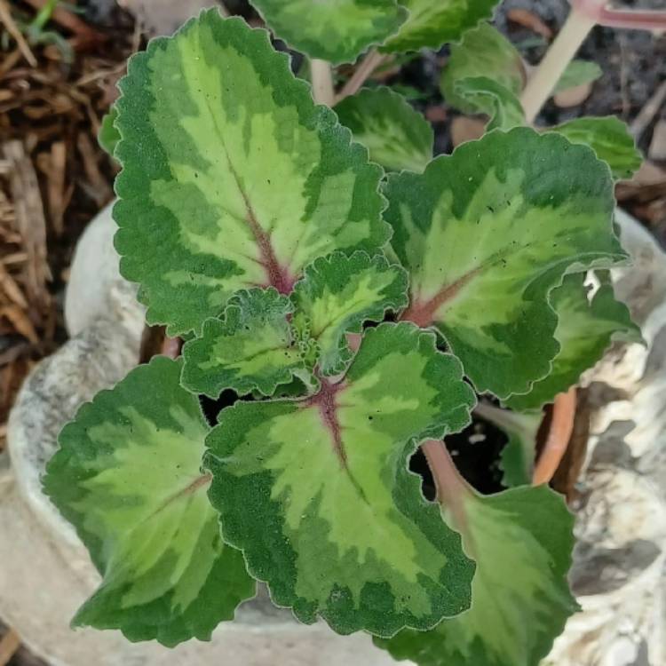 Plant image Coleus amboinicus 'Variegatus' syn. Plectranthus amboinicus 'Variegatus'