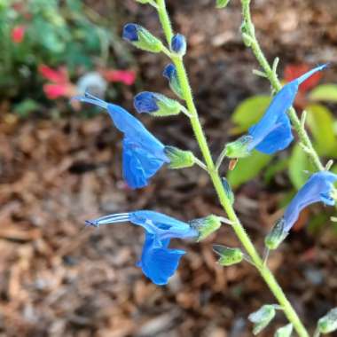 Salvia Azurea