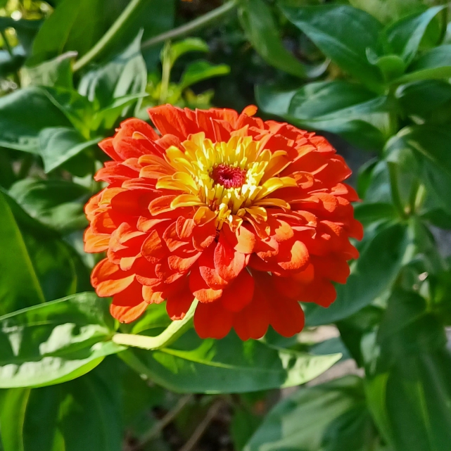 Plant image Zinnia 'California Giants Mix' syn. Zinnia 'Giants of California Mix'