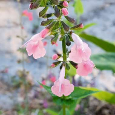 Salvia Coccinea