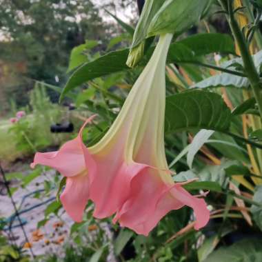 Brugmansia