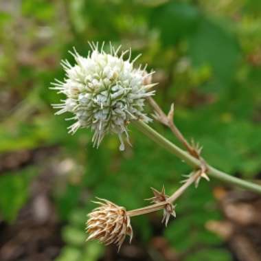 Eryngium yuccifolium