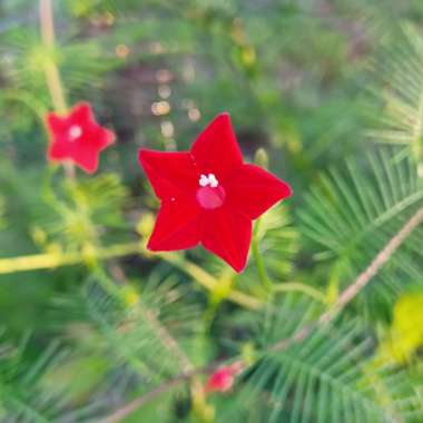 Ipomoea quamoclit  syn. Quamoclit pennata