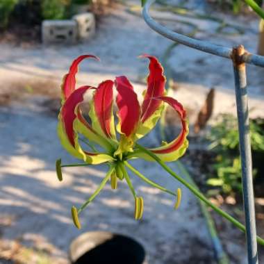 Gloriosa superba 'Rothschildiana'