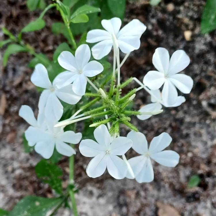 Plant image Plumbago auriculata f. alba syn. Plumbago auriculata var. alba, Plumbago capensis alba, Plumbago capensis 'Alba'