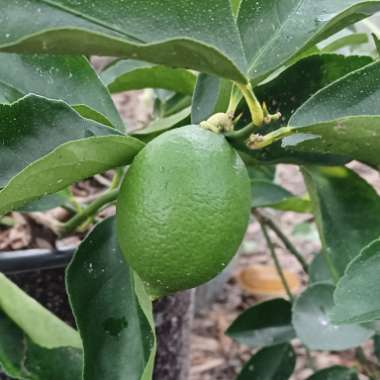 Citrus x latifolia