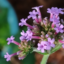 Verbena bonariensis 'Lollipop'