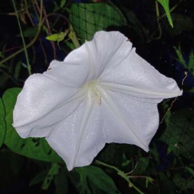 Ipomoea Alba