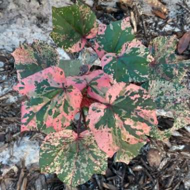 Gossypium hirsutum 'Red Foliated'