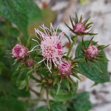 Brickellia cordifolia