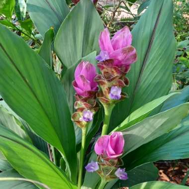 Curcuma