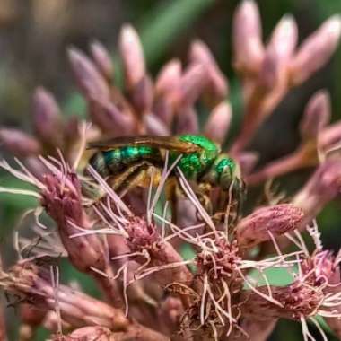 Eupatorium