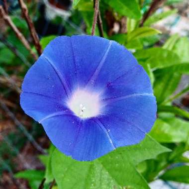 Ipomoea tricolor 'Heavenly Blue'