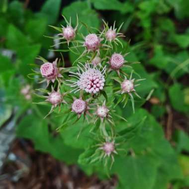 Brickellia cordifolia