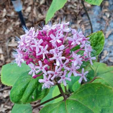 Clerodendrum bungei