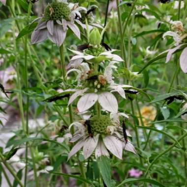 Monarda punctata