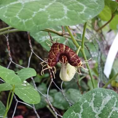 Aristolochia Fimbriata 