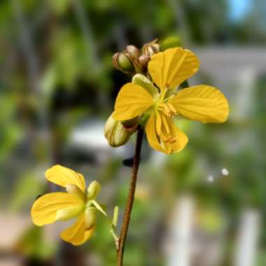 Cassia Hebecarpa syn. Senna hebecarpa