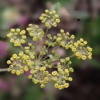 Foeniculum vulgare 'Giant Bronze' syn. Ferula 'Giant Bronze', Ferula communis 'Giant Bronze'