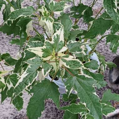 Hibiscus Moscheutos 