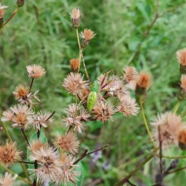 Vernonia lettermannii 'Iron Butterfly'