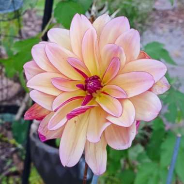 Dahlia