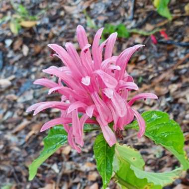 Justicia carnea